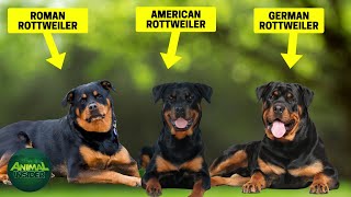 Rottweiler Types: 5 Types Of Rottweilers  Which Type Of Rottweiler Is Best?