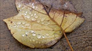 Broken Elegance - Unconditionally @ 432hz