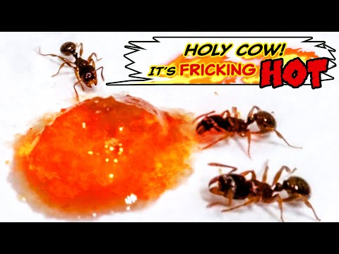 Ants vs. Chili Sauce Time-lapse (Unexpected Ending)