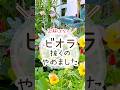 ビオラ抜くのやめた｜サンパティオ植えた
