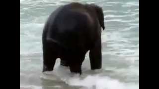 floating elephant