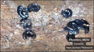 New guinea flatworm in Jamaica
