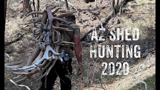 Arizona Shed Hunting 2020: 19 Sheds & 4 Deadheads