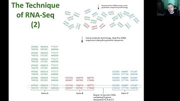 13 Functional Genomics, Proteomics, and Bioinformatics Slides I