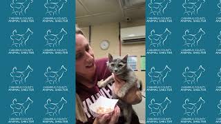 September 2026 Cabarrus County Animal Shelter Highlight