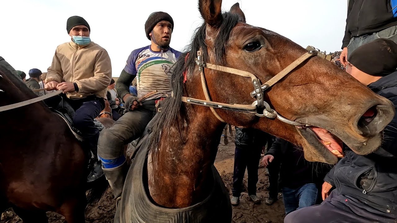 Бугунги Мустанг майдонида бомба улок 2023 купкари! 04.01.2023!