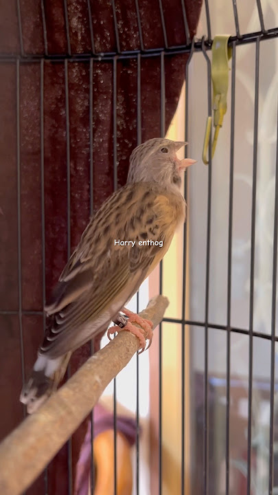 BLACKTHROAT GACOR tanpa terrr cocok buat masteran #masteranjernih #birds #kicaumania