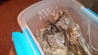Pissed off Venezuelan Sun Tiger Tarantula