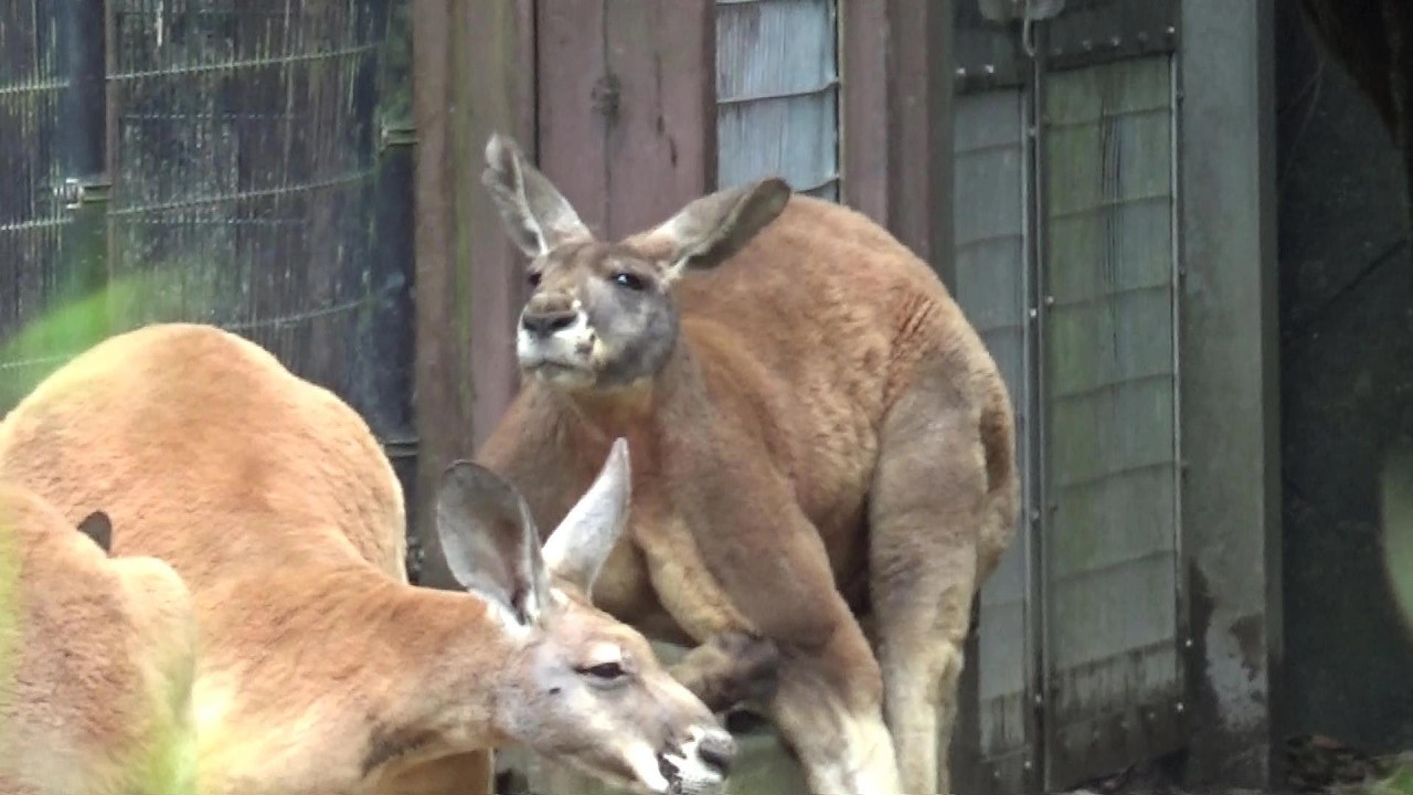 カンガルーさんが可愛い❤ Cute kangaroo #197 【Cute animal videos