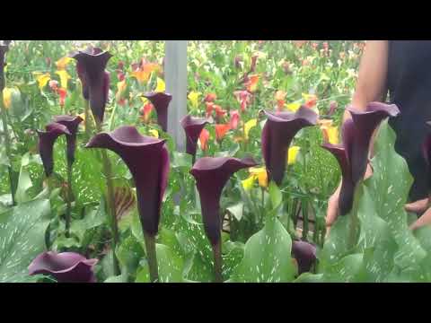 Видео: Раскрытие бутонов на каллах: как добиться цветения на каллах