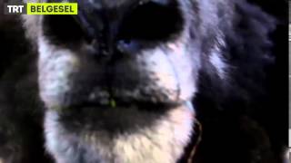 Bi İhtimal - 2. Bölümden Kesitler - Trt Belgesel