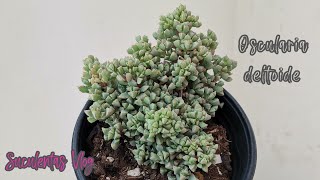 Flor De Medio Día Oscularia Deltoide