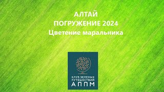 АЛТАЙ. ПОГРУЖЕНИЕ 2024.Цветение маральника.