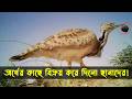 অসহায় হুবারা বাস্টার্ড পাখির জীবনী | Bird Story-173 | The life story of Houbara Bustard | Jamuna tv