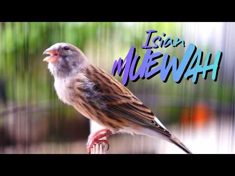 MATERI RASMI IRAN TOP GRADE  , HIBRID GBSF, F2YS, F1YS, F1RASMI   !!!    GAS BOS Q