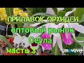 Прилавок Орхидей на  оптовом  рынке  Сеула.억불난농원.