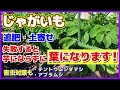 【完全ガイド】じゃがいも土寄せ失敗すると芋にならずに葉になります!(映像あり)花が咲いたら追肥・土寄せ/害虫テントウムシダマシ(卵の映像も)・アブラムシ対策/初めてでもわかるジャガイモ栽培/家庭菜園