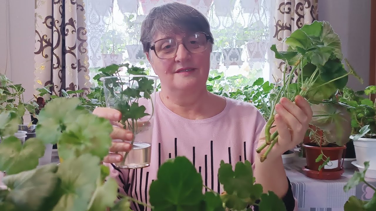 Прищіпуємо і обрізаємо пеларгонію  (калачики)в лютому( феврале)