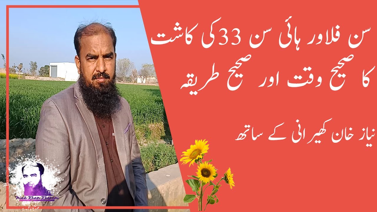Growing season or cultivation of sunflower with Niaz khan agriculture in Pakistan -agriculture jobs