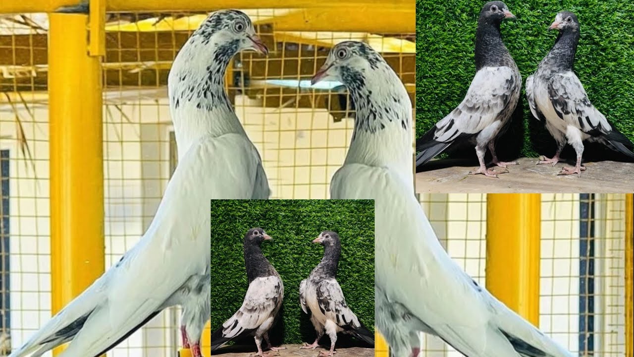 16/1/26/ +8801904227344/what’s app/ +8801670191682 imo 