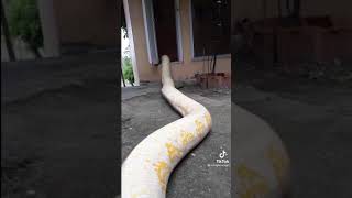 video ular besar sedunia 😳 screenshot 4