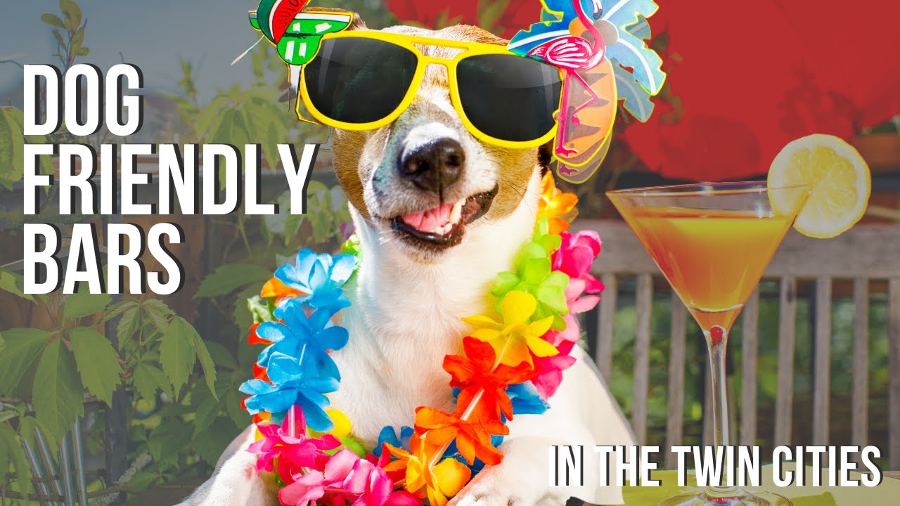 Dog Friendly Bars in the Twin Cities