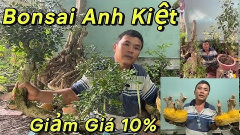 Kiệt: 0369686464. Giảm Giá 10% Mai Chiếu Thủy, Nguyệt Quế, Khế Gân, Thần Kì Và Các Cây Khác