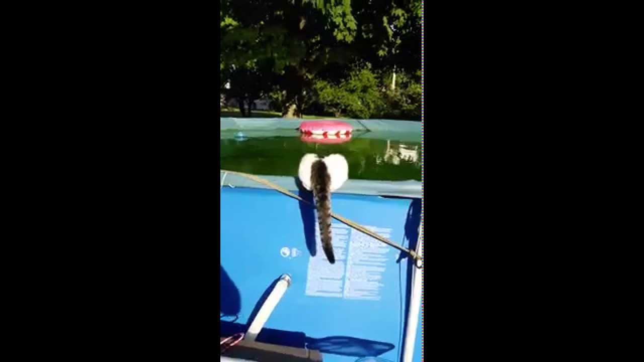 Cat runs on water. FUNNY CAT VIDEO