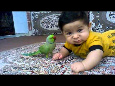 طوطی سخن گو با کودک