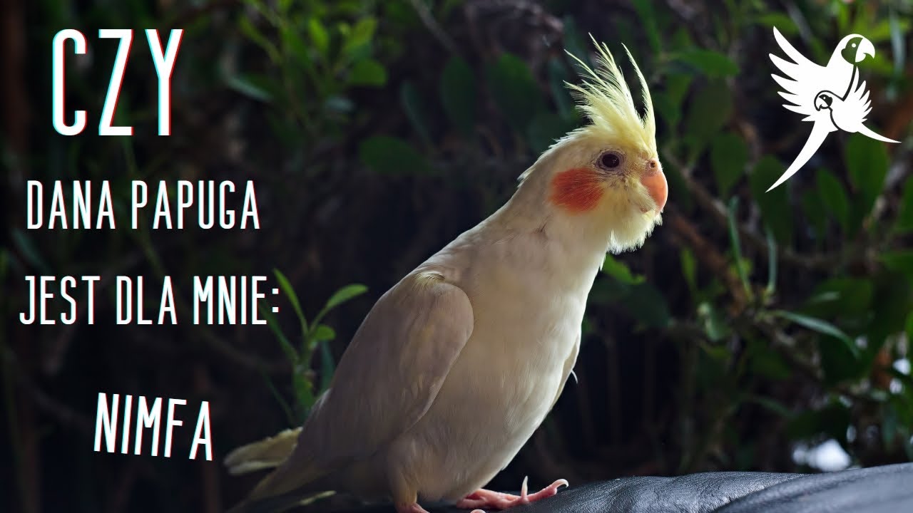 Czy dana papuga jest dla mnie: Nimfa | www.parrotplanet.pl