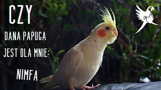 Czy Dana Papuga Jest Dla Mnie Nimfa .Parrotplanet.pl