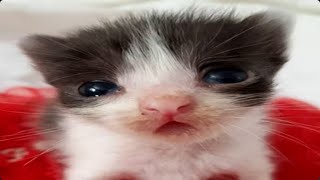 TF2 Stream