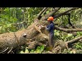 Drama at the Leaning River Tree, Ends With Rare Grain Find!