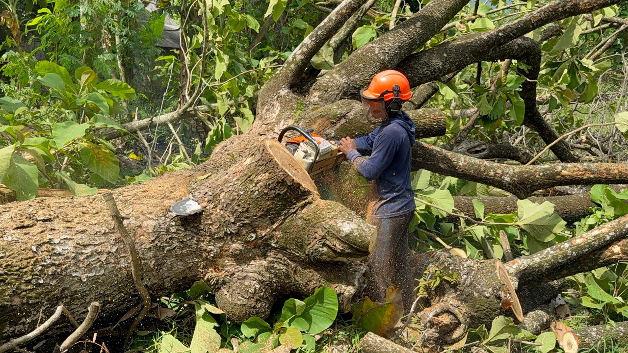 Drama at the Leaning River Tree, Ends With Rare Grain Find!