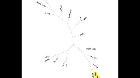 Phylogenetics Lecture 3 | maximum likely hood | tools for tree building
