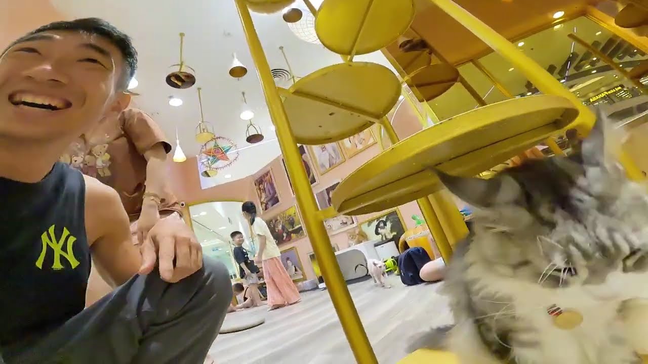 QUÁN NƯỚC THÚ CƯNG LỒNG KÍNH GIỮA SIÊU THỊ 6 LOÀI MÈO CHIPPY CÙNG BA CÙNG MẸ VÀ Jibun siêu quậy