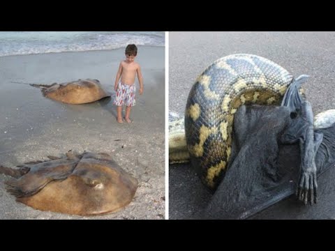 Video: Welke Gevaren Wachten Toeristen In Australië