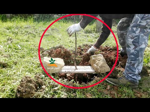 فيديو: كيف نزرع شجرة تفاح في الخريف