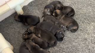 757-483-0717 German Shepherd puppies by Elaine Nilsson 204 views 11 months ago 36 seconds