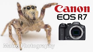 Canon R7 for Macro Photography