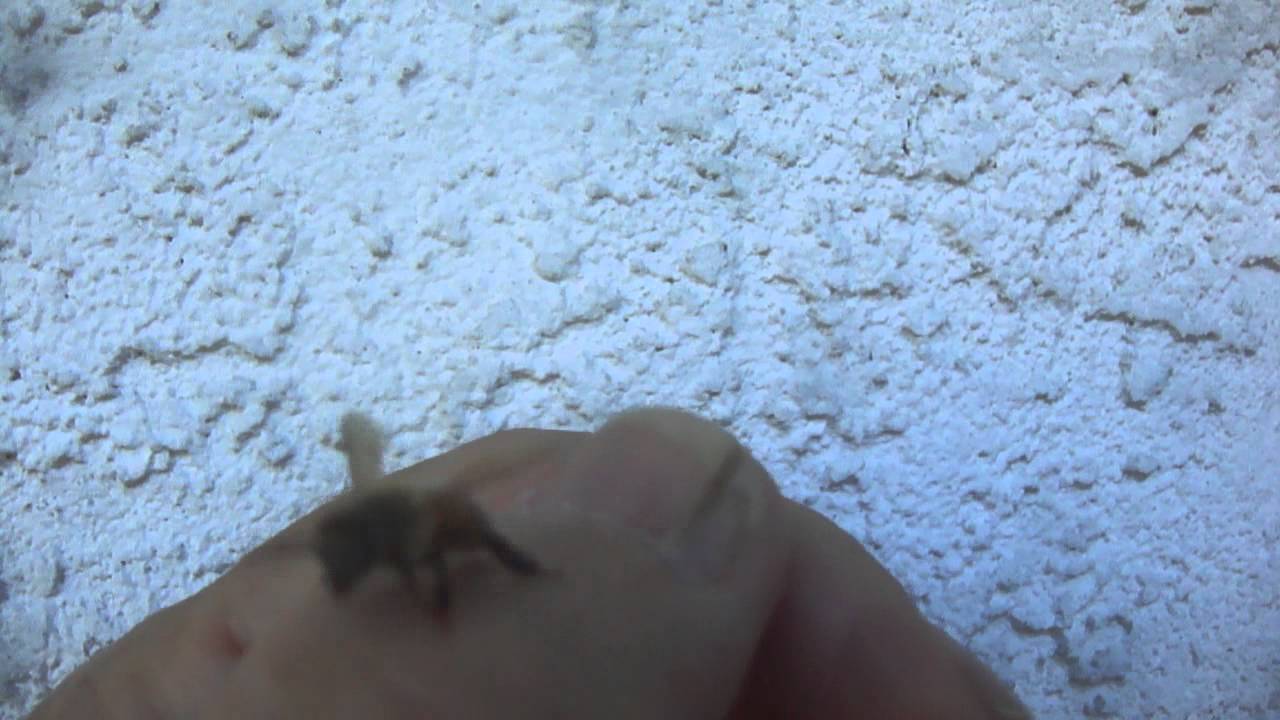 A honey bee grooming ) 101914 YouTube
