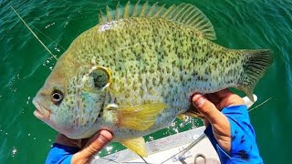 Fishing for 3 POUND BLUEGILL!!