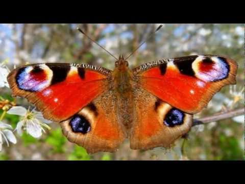 My Choice - Paul Mauriat: Butterfly
