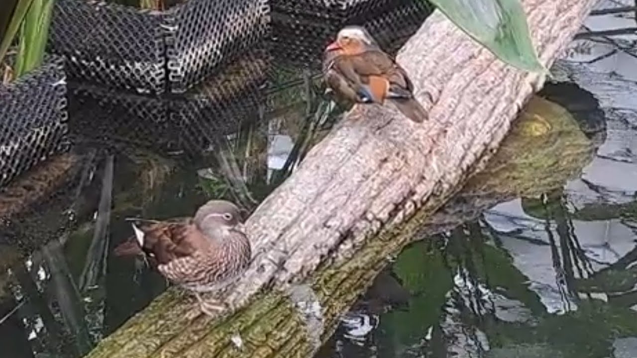 Mandarin ducks at Singapore Changi Jewel Canopy Park (新加坡星耀樟宜天篷公园的鸳鸯