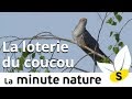 LA LOTERIE DU COUCOU (No 94)