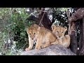 Lion family with cute cubs  serengeti national park tanzania 332018