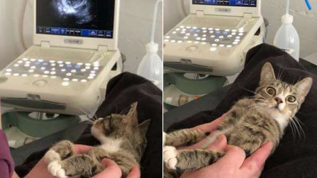 Cat Has Purrfect Reaction To Finding Out She's Pregnant With Kitties YouTube