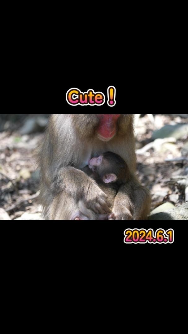 Cute！ #monkey #赤ちゃん #shorts - YouTube