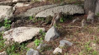 Snake Smart Tips To Avoid A Bite : 50 Campfires