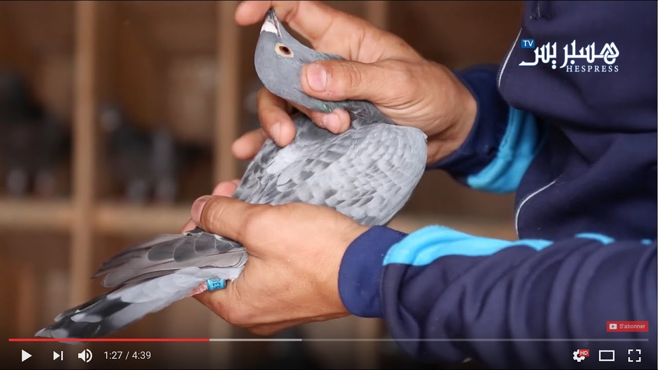 تربية حمام السباق